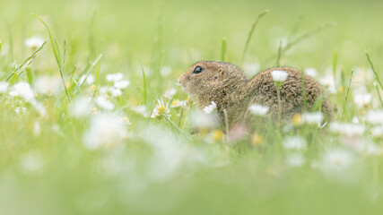 Baby Ziesel © LilleCrena