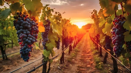 Abwaschbare Fototapete Weinberg Ripe grapes in vineyard at sunset, Tuscany, Italy. 