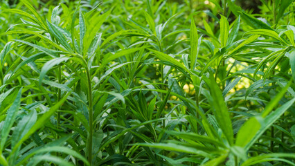 Nahaufnahme von grünen Blättern in Wismarer Park