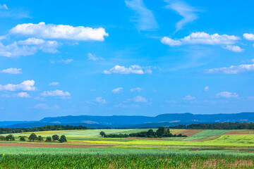 Fototapeta na wymiar summer scene with grain fields an d view to the swabian alb