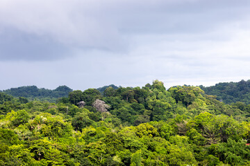 Rainforest at Manuel Antonio Costa Rica