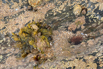 Rock pool with beadlet anemone, limpets, periwinkles,topshells and a molted crab shell over seaweed