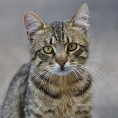 Portrait of a striped young cat on a gray background