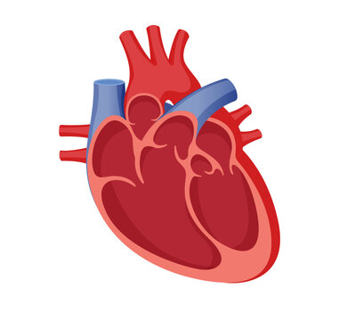 red heart anatomy diagram clip art preview