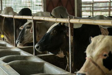 Black Cow Close Photo . BD cow portrait Photo. Black cow farm in Bangladesh