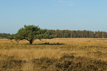 Landschap van Strabrechtse Heide, Landscape at Strabrechtse Heide