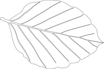 Vectorized beech leaf with only strokes left.