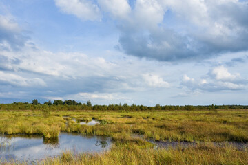 Landscape at Haaksbergerveen
