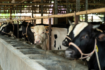 Cows in the farm. BD Cow portrait Photo. Cow farm in Bangladesh