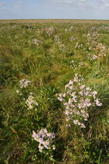 Fototapeta premium Zeeaster, Sea Aster, Tripolium vulgare