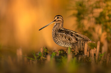 Common Snipe (Gallinago gallinago)