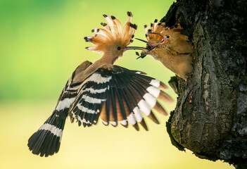 Eurasian hoopoe bird feeding juvenile ( Upupa epops )