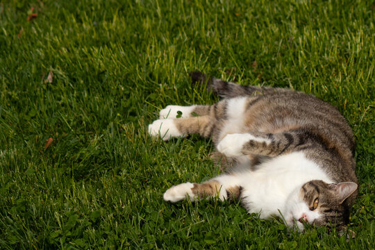 This pretty kitty was posing in the grass for this photoshoot when I took this picture. The cat got really playful when he saw the camera. I love his brown and black stripes with his white belly.