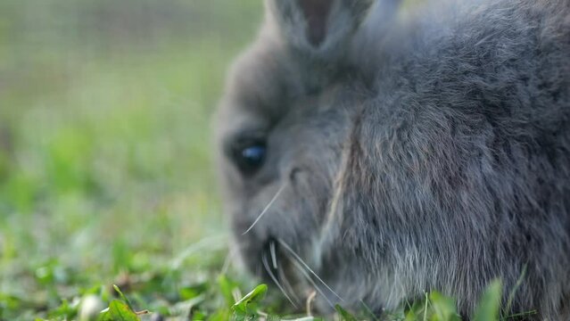 Dark rabbit eats grass moving on ground in nature reserve. Fluffy animal closeup. Concept of rodent species and food consumption slow motion