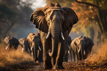 Keuken spatwand met foto elephants in the savannah © Aleksander