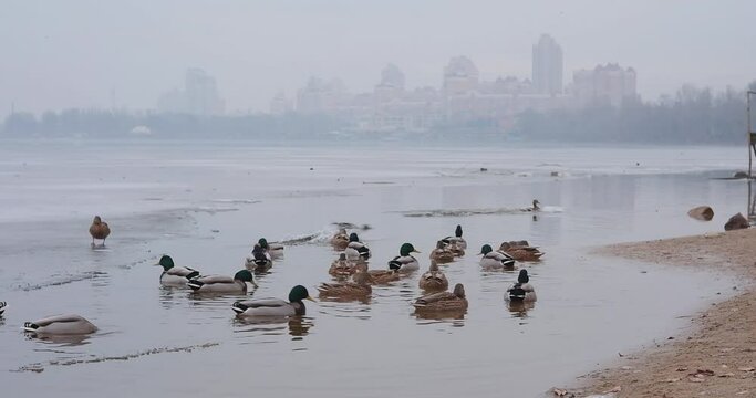 Ducks in winter walk on the ice on the river and quack and slip