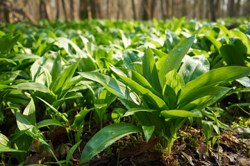 Bear's garlic growing outdoors in the forest