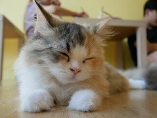 Fototapete bei efototapeten.de bestellen   