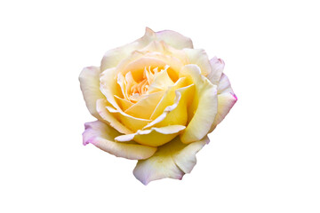 rose on white background isolated light yellow