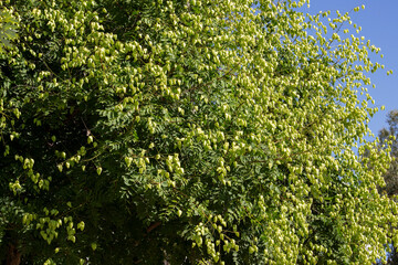 Soft green seed pods of Koelreuteria paniculata. Butterfly lamp, Lantern tree, Golden tree