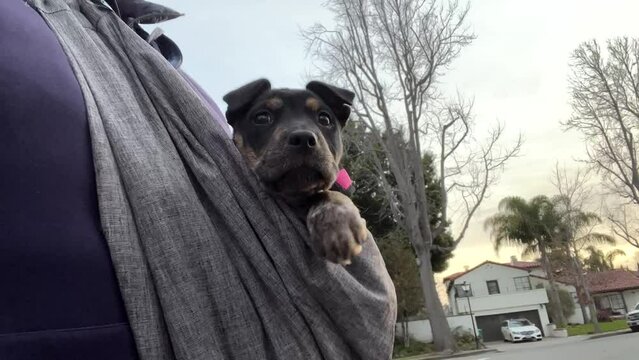 4K HD video of a black and brindle american Staffordshire terrier puppy being held in a sling while walking outside. Houses and trees in background.
