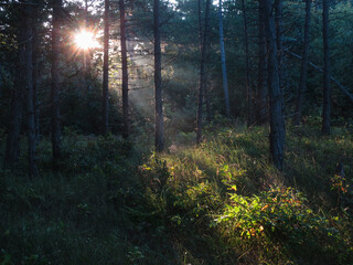 Obraz premium Naaldbos, Conifer forest