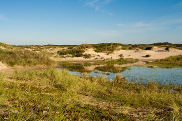 Fototapeta na wymiar Landscape at the Zuidduinen
