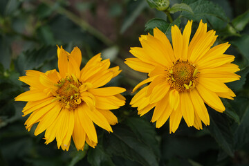 Echinacea purpurea, or purple echinacea, comes from North America and is practically only found there in the wild. It became famous in Europe at the end of the 19th century