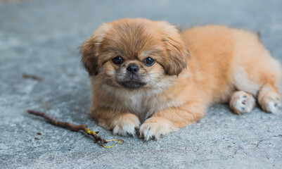 Cute and funny tiny Pekingese dog. Best human friend. Pretty golden puppy dog	