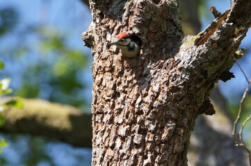 Fototapeta premium Great Spotted Woodpecker, Kirroughtree, Dumfries and Gall