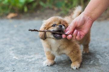 Tiny puppy biting wood stick outdoor scene, pet behavior concept	