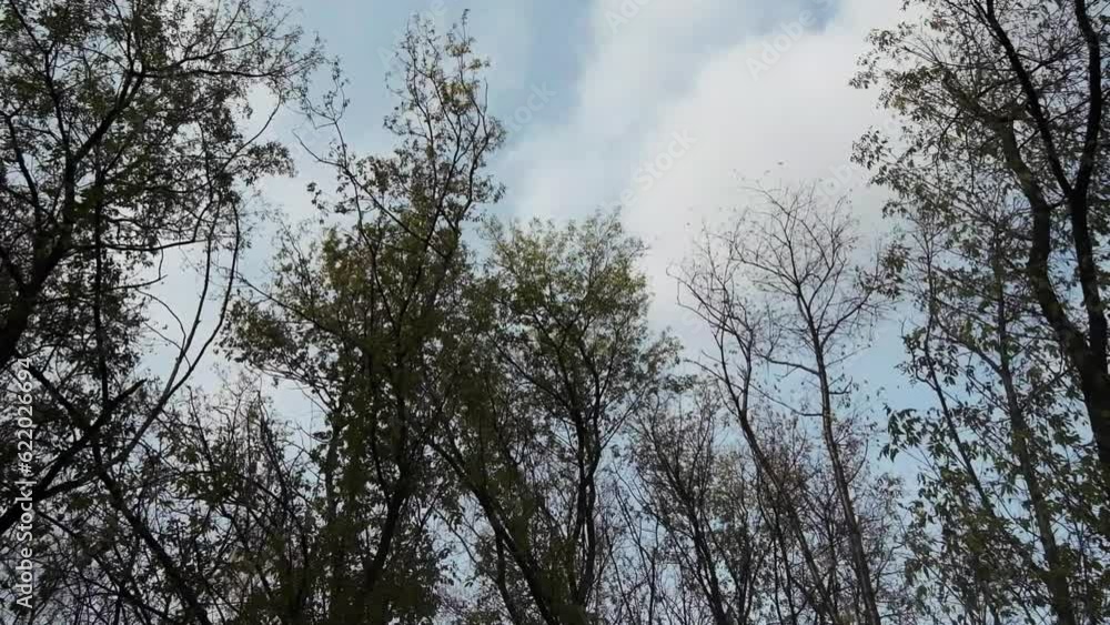 Poster bottom view of spring trees on background blue sky. clip. beautiful landscape of spring trees on bac