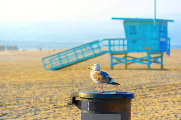Seagull Perched on Trash Bin against a Lifeguard Tower at Venice Beach