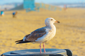 Seagull Rests on Trash Bin on Venice Beach