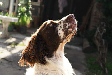 english cocker spaniel