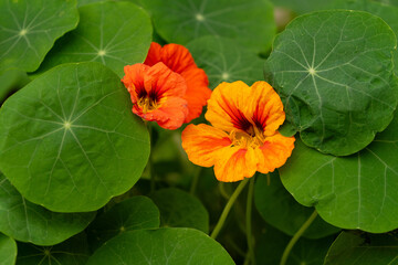 orange flower on green