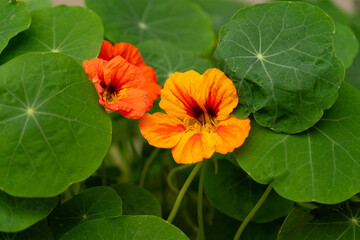 orange flower in garden