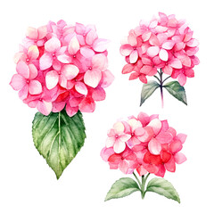 set of separate parts beautiful flowers in water colors style, pink hydrangea floral