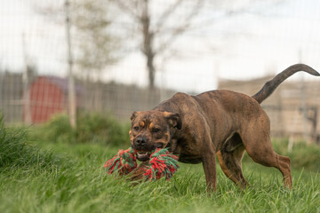 Playing with a american staffordshire terrier ruede in Jena