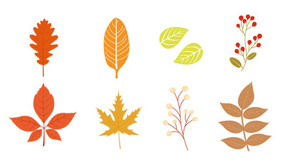 autumn leaves set, isolated on transparent background. simple flat cartoon style