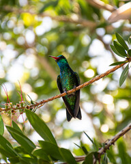 bird on the tree