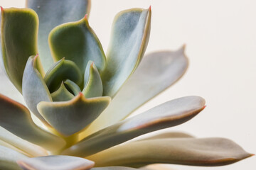 Macro photo of ghost plant succulent