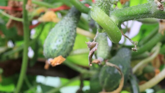 Cucumber plants in the small homemade greenhouse, close up