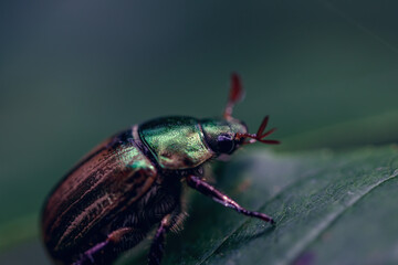  a beetle perched delicately on a vibrant leaf