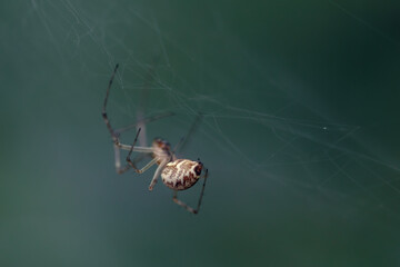  a spider's posterior sac