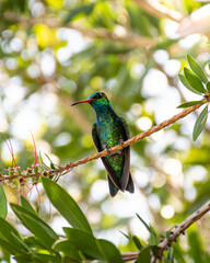 hummingbird on a tree