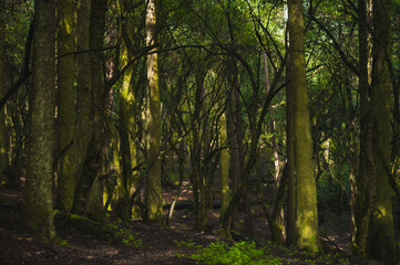 Obraz na płótnie Canvas Trees with moss in the middle of the forest, the mist generates mysticism, the rays of light enter between the branches.