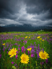 Obraz premium meadow with flowers
