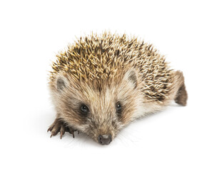hedgehog isolated. Small mammal with spiny hairs on its back and sides
