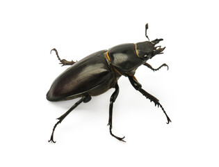  Dorcus parallelipipedus, the lesser stag beetle, is a species of stag beetle from the family Lucanidae.